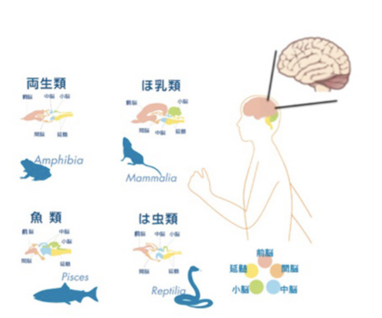生物情報の進化 II 脳進化からフロイトまで | AASJホームページ