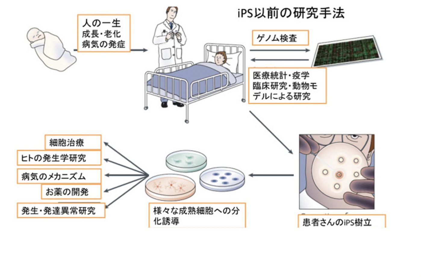 自閉症の科学23 iPSで自閉症の研究は出来るのだろうか？ | AASJ